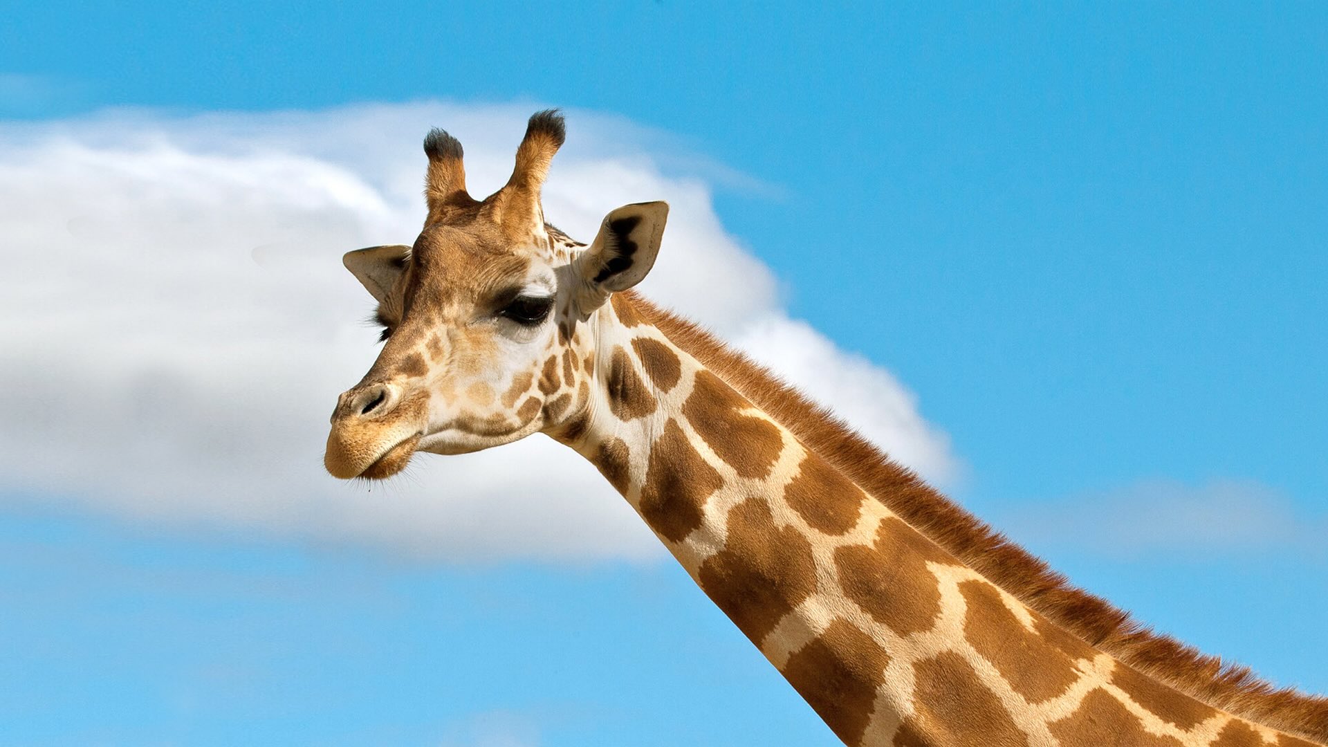 32 Facts About Giraffe