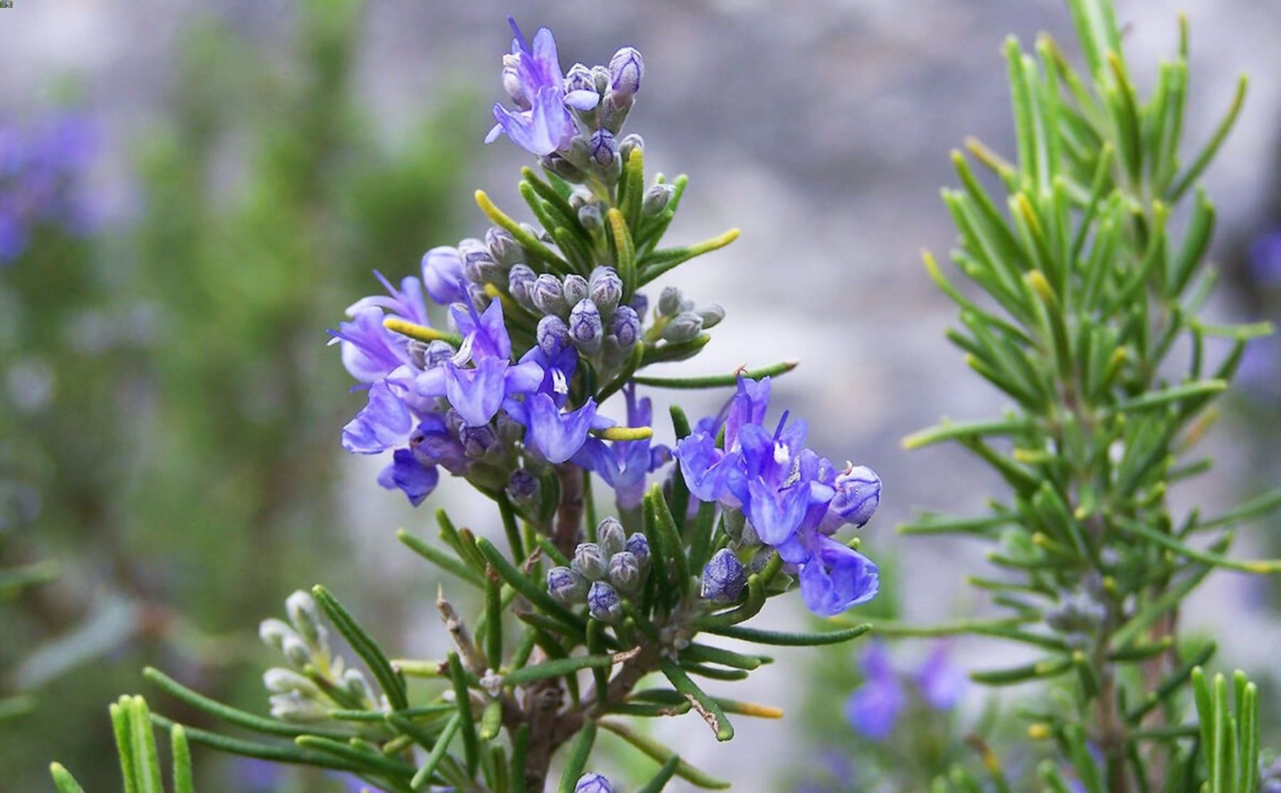 35 Facts About Rosemary