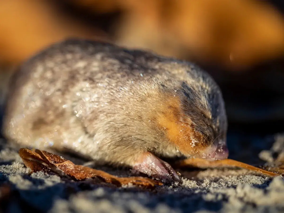 38 Facts About Mole