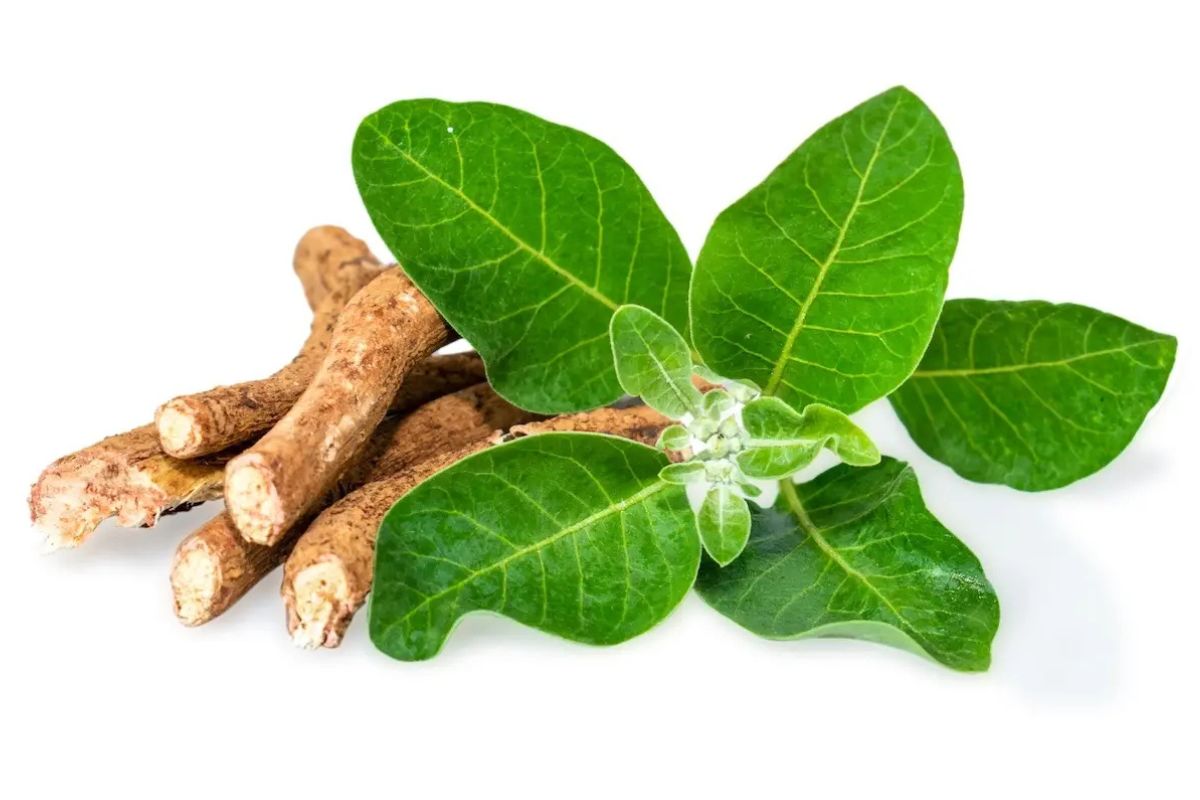 40 Facts About Ashwagandha