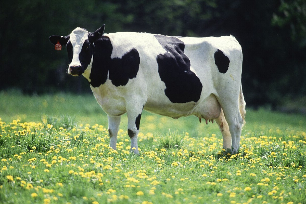 35 Facts About Cow
