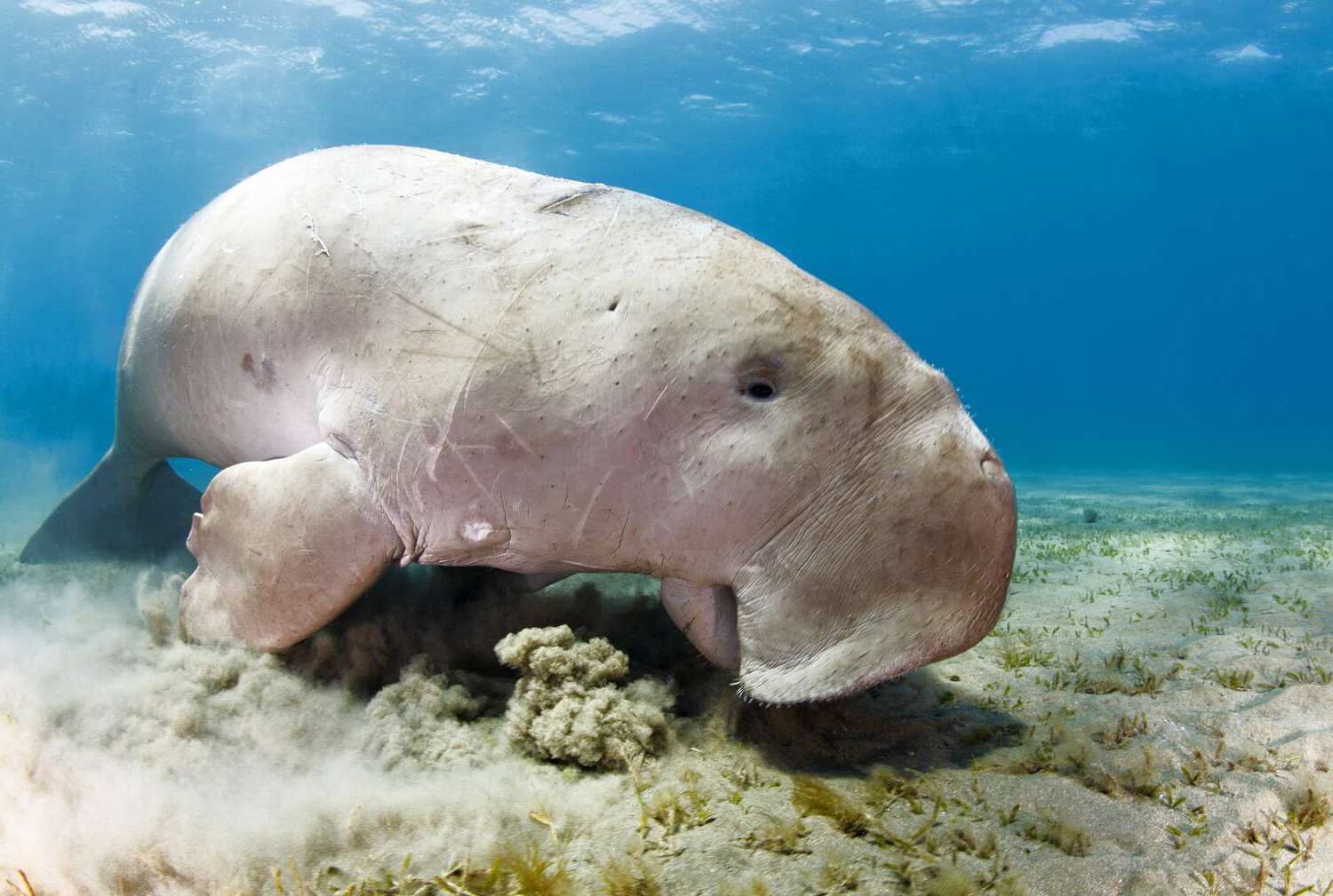 28 Facts About Animals