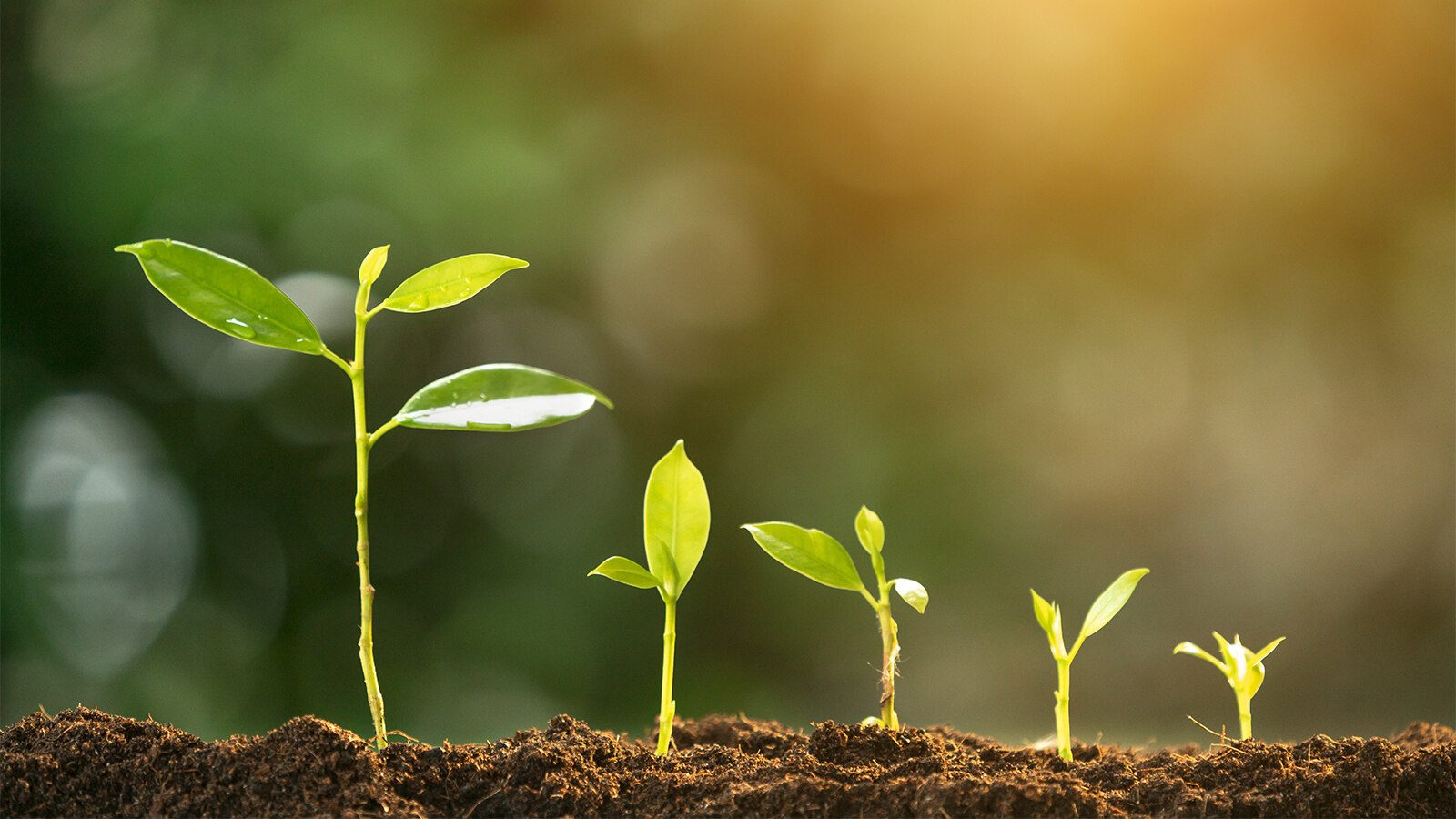 40 Facts About Photosynthesis