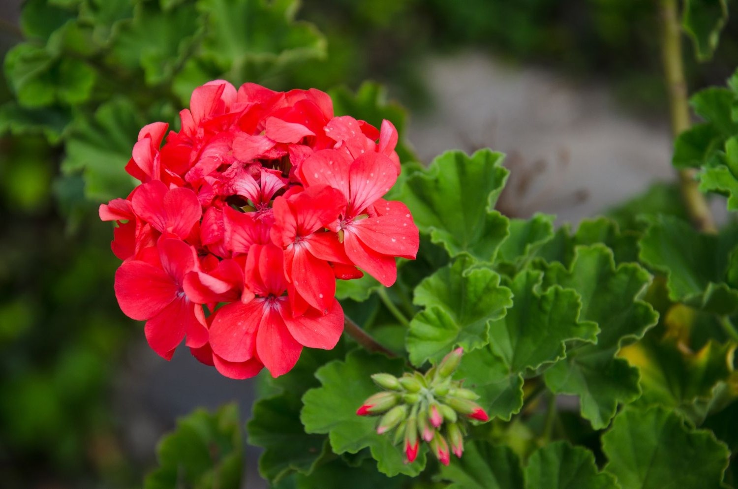 30 Facts About Flower