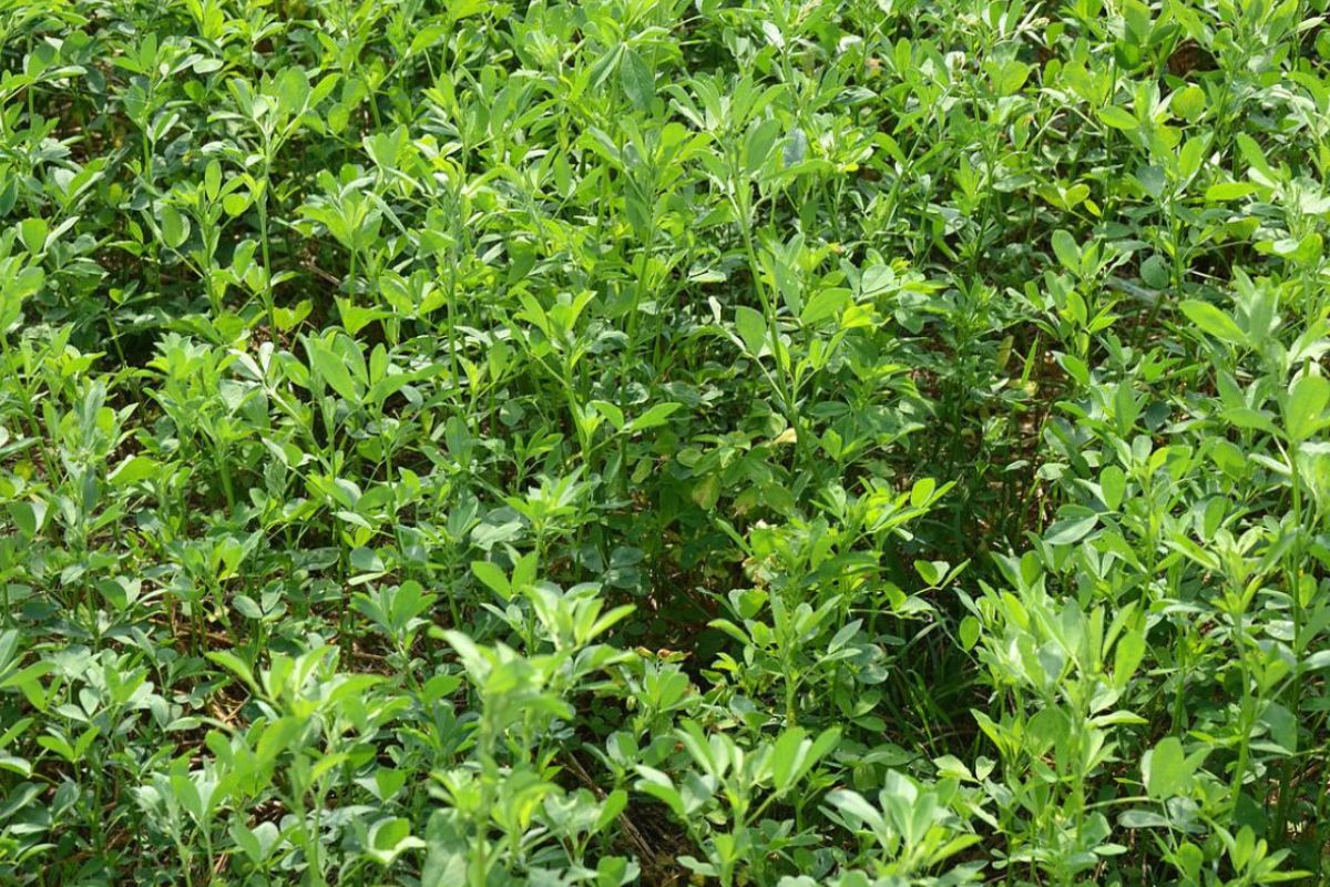 39 Facts About Alfalfa