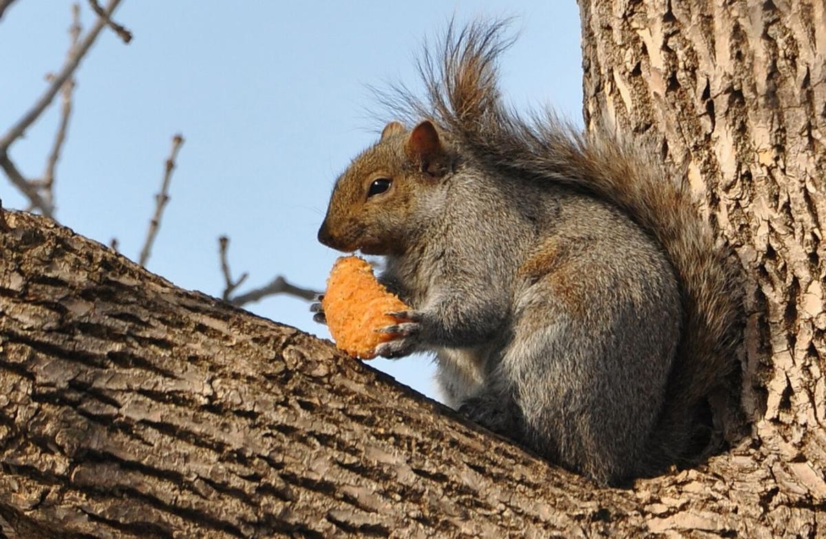 37 Facts About Squirrel