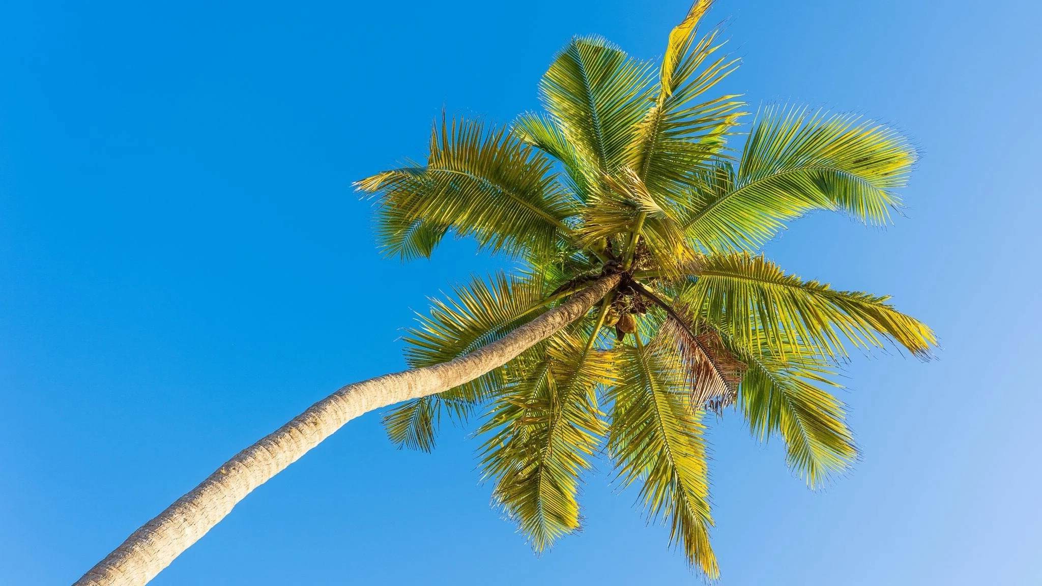 39 Facts About Palm