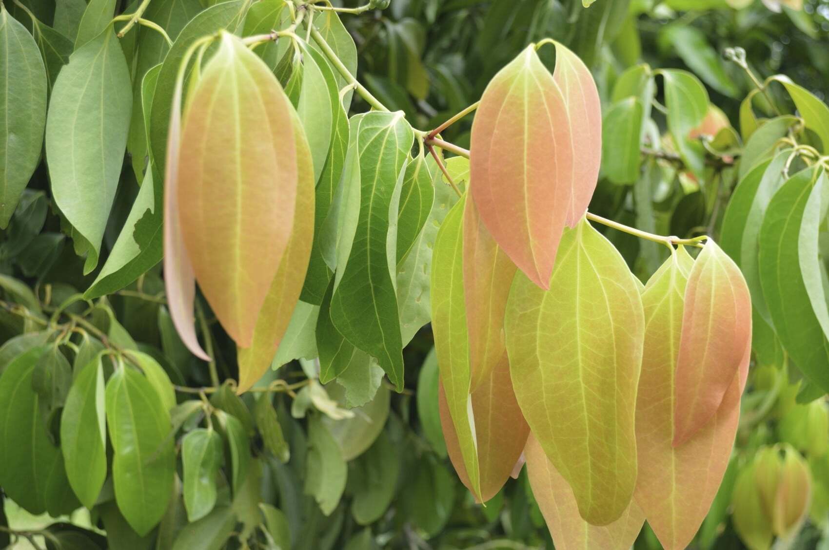 30 Facts About Cinnamon