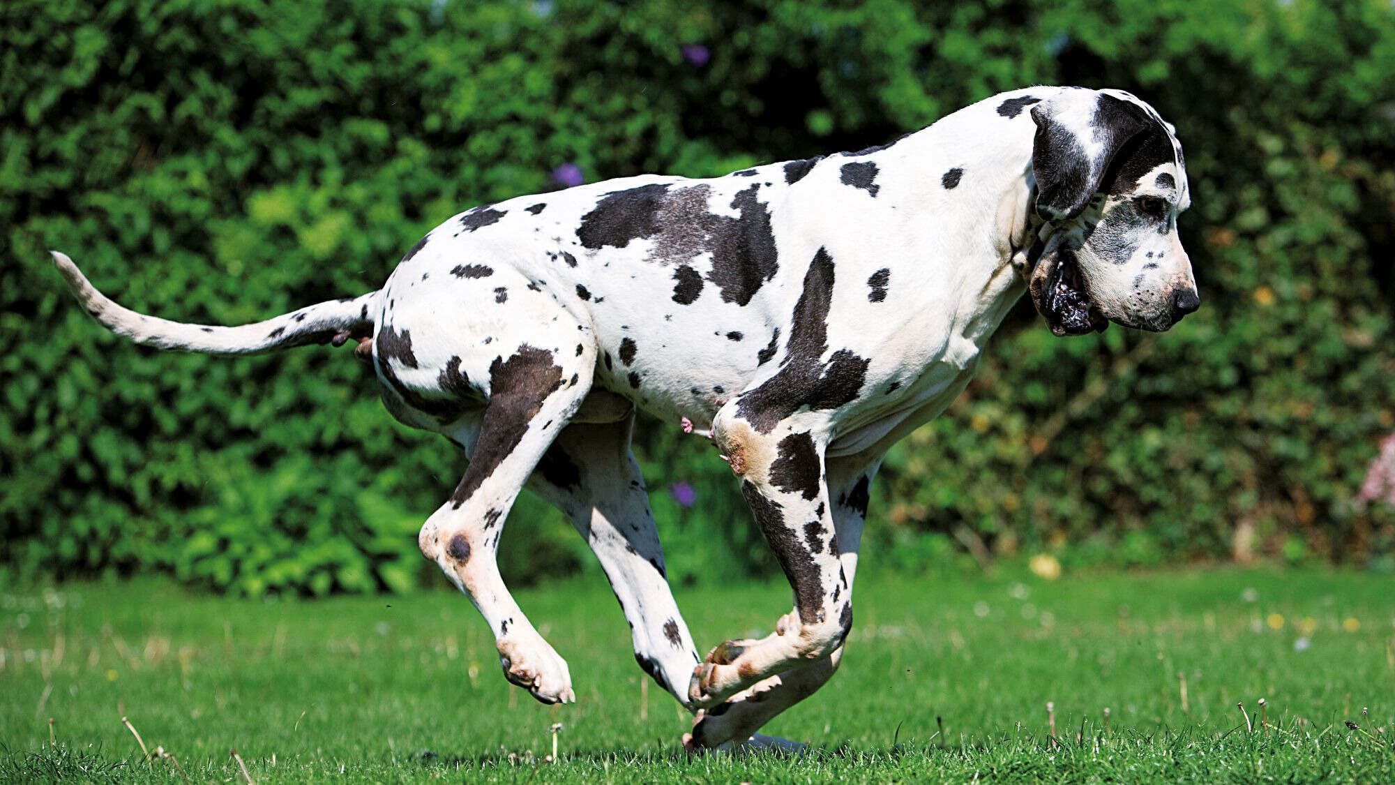 32 Facts About Great Dane