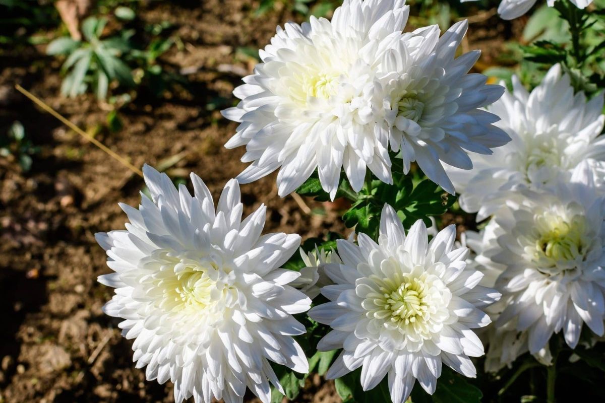 32 Facts About Chrysanthemum