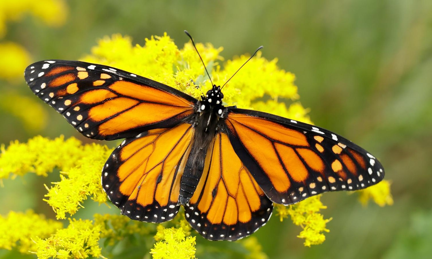 30 Facts About Butterfly