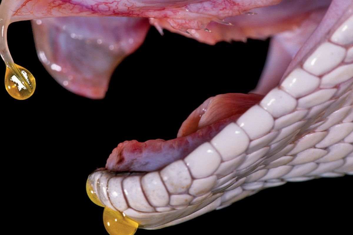30 Facts About Venom