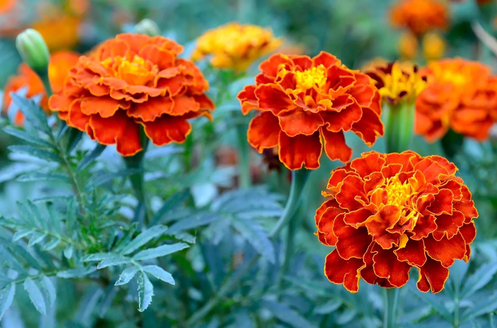 26 Facts About Marigold