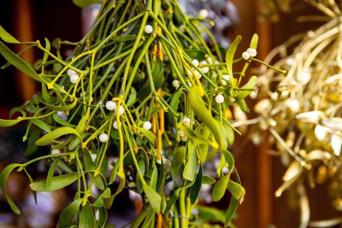 32 Facts About Mistletoe