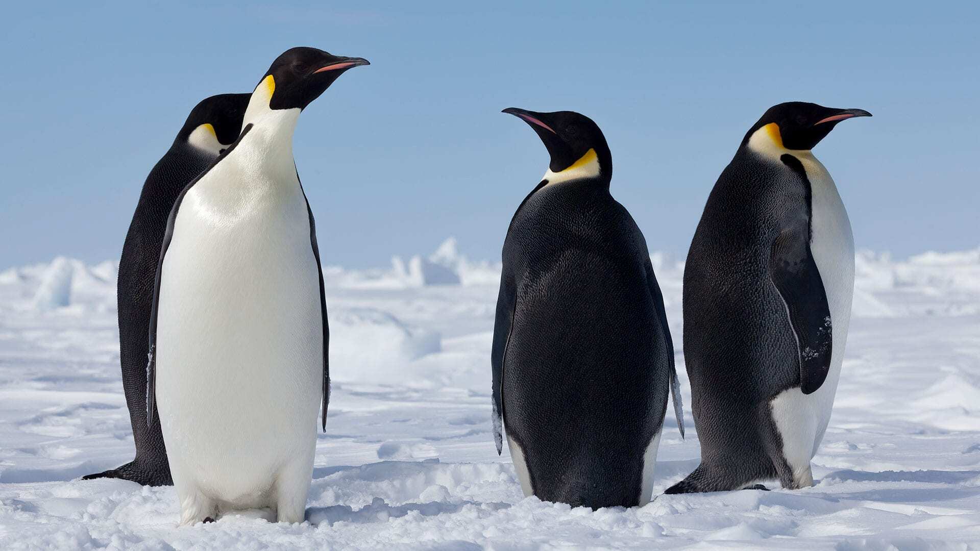 40 Facts About Penguin