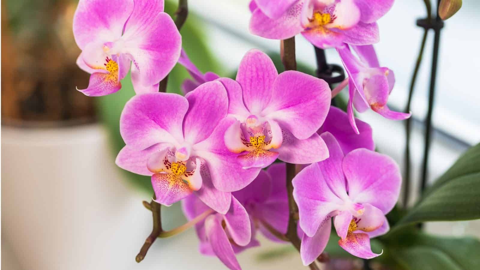 29 Facts About Orchid