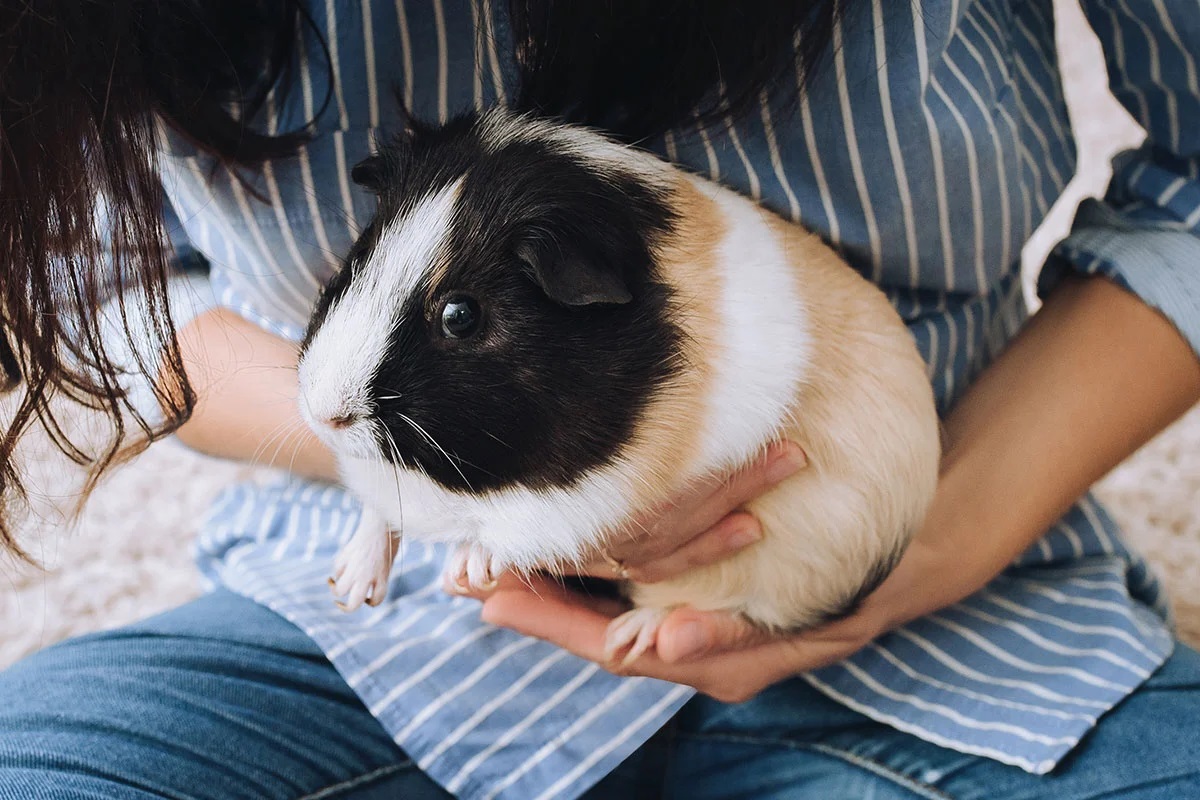37 Facts About Guinea Pig