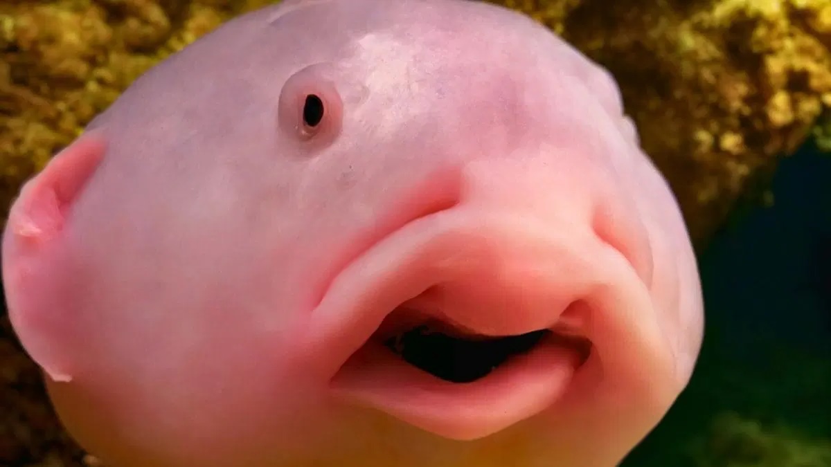 33 Facts About Blobfish