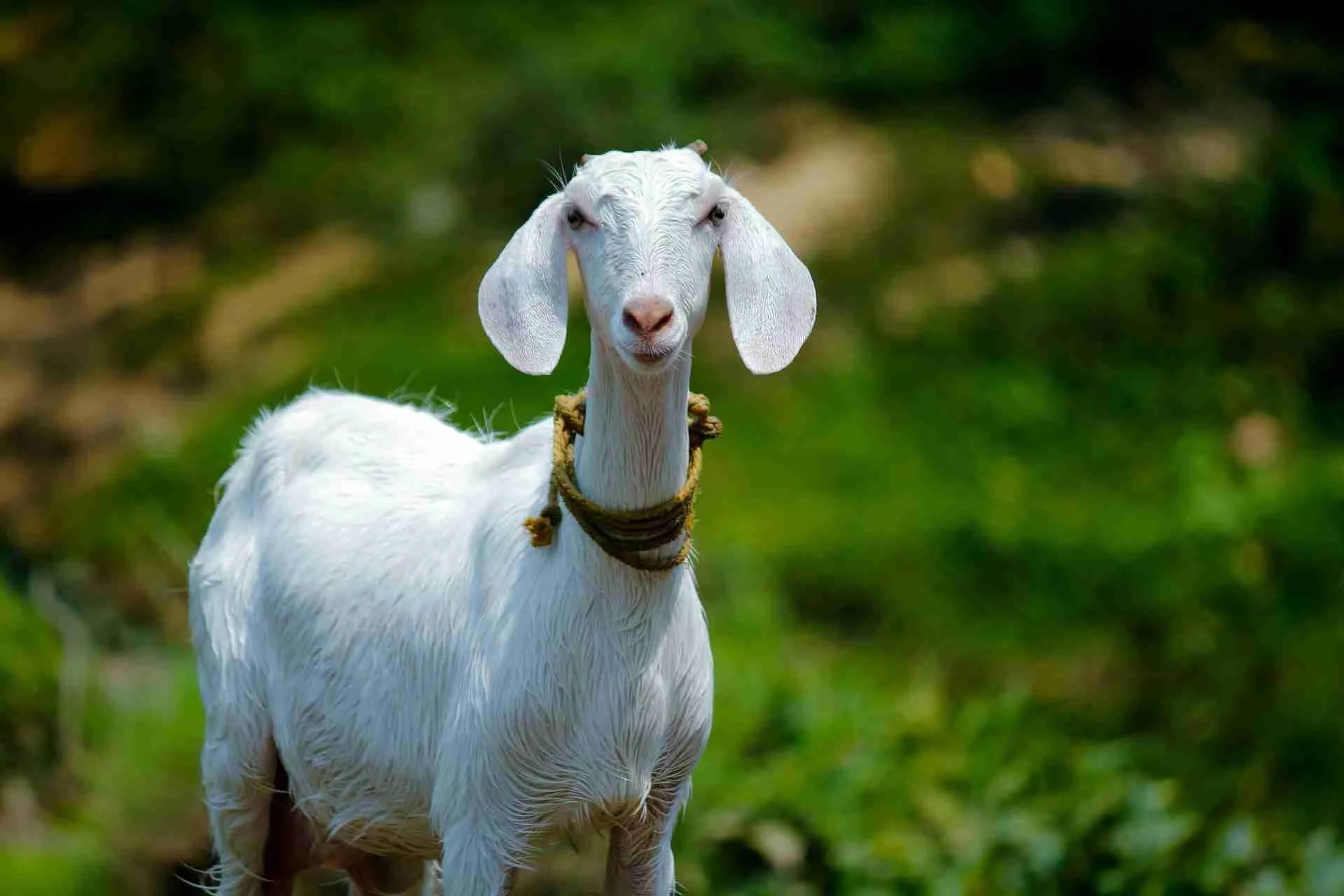 38 Facts About Goat