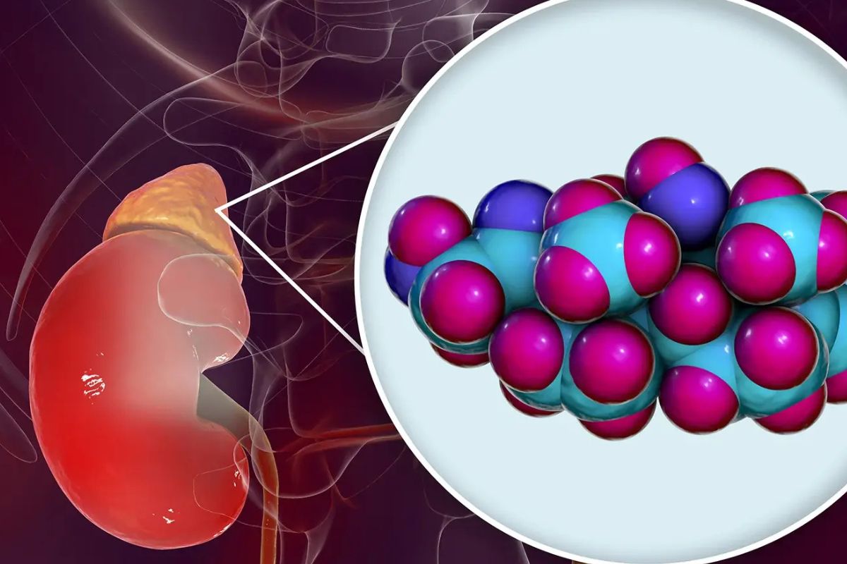 27 Facts About Cortisol