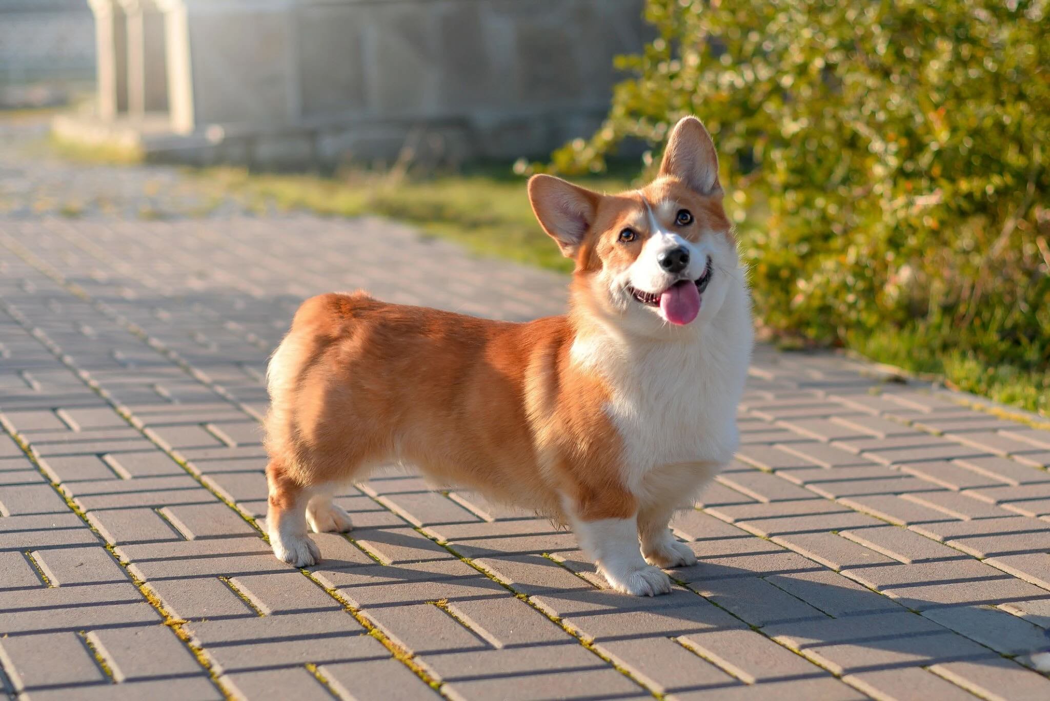 32 Facts About Corgi