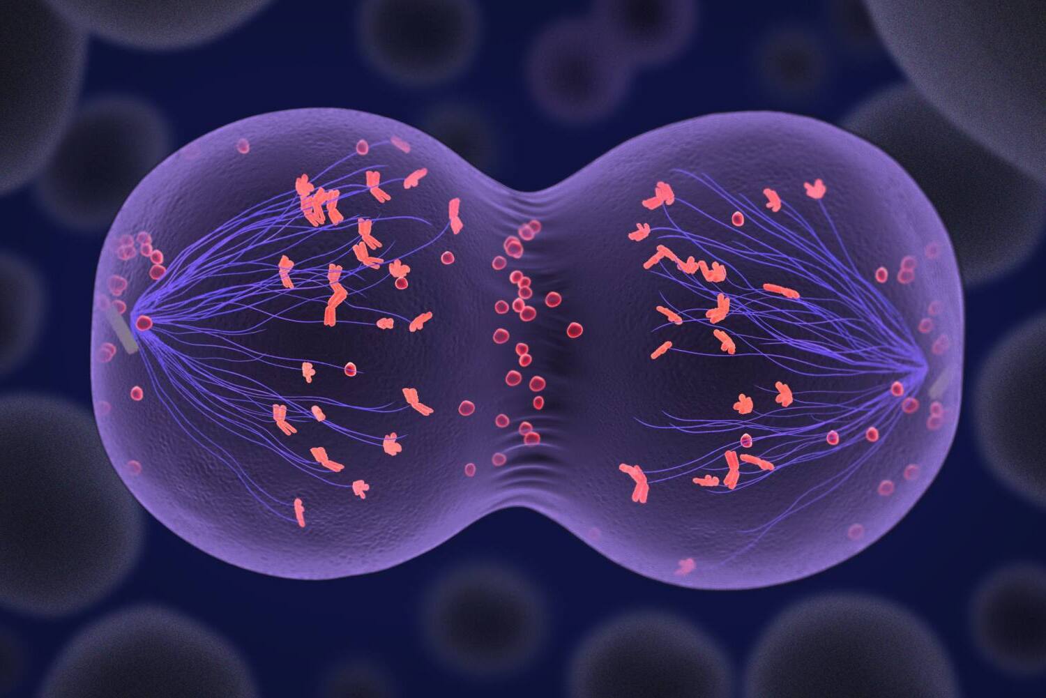 36 Facts About Meiosis