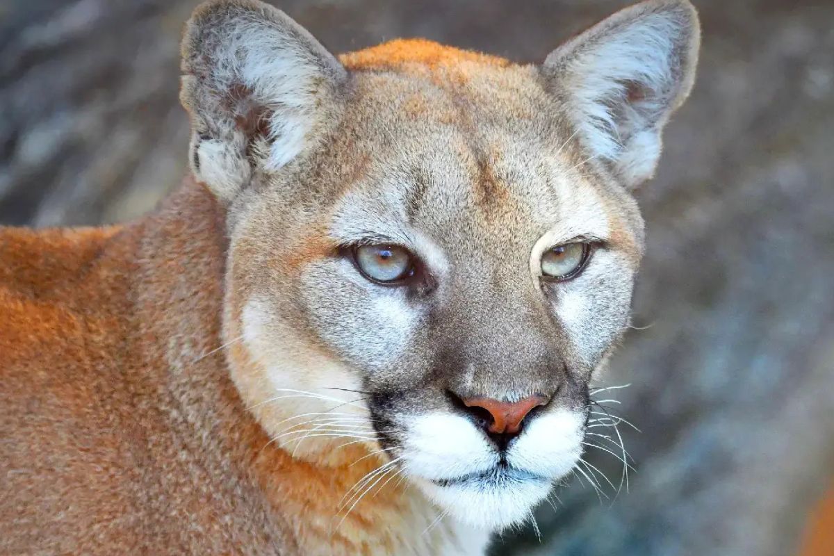 36 Facts About Puma