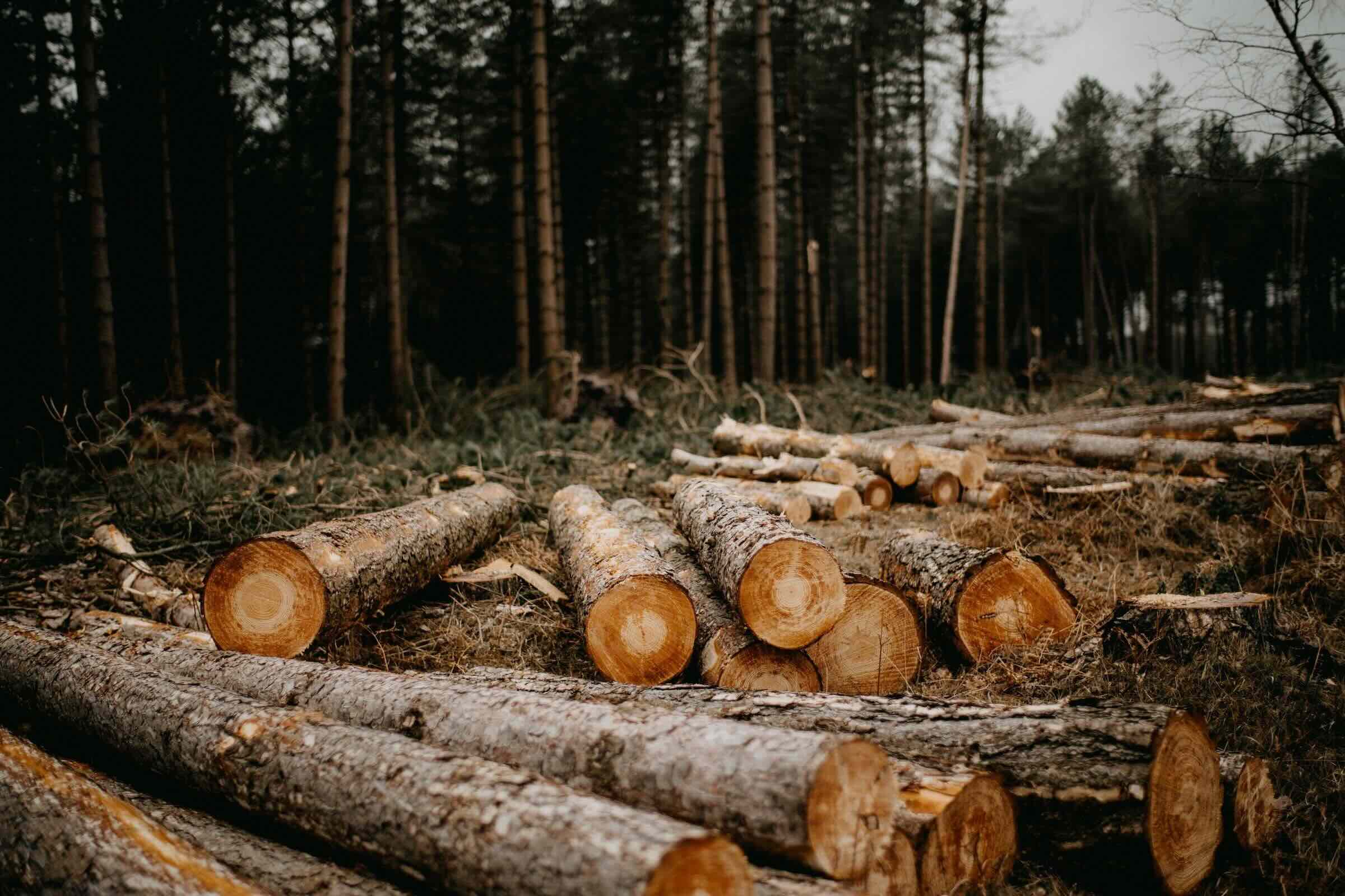 34 Facts About Deforestation