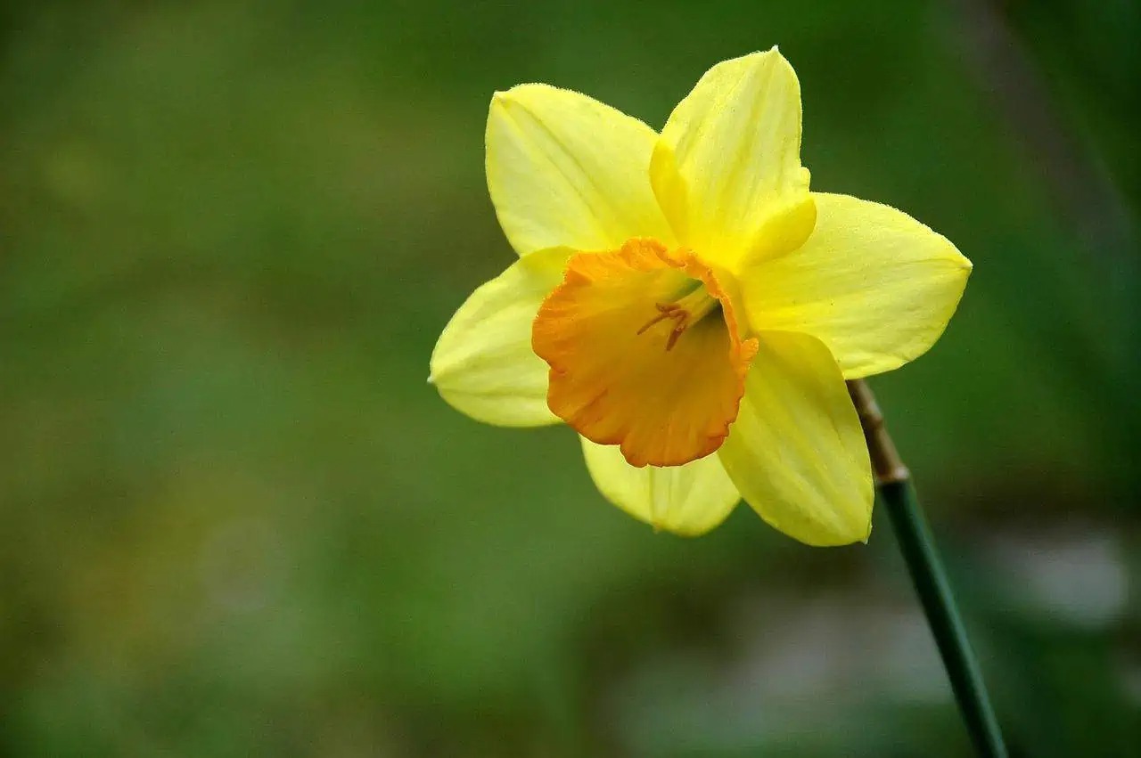 37 Facts About Daffodil