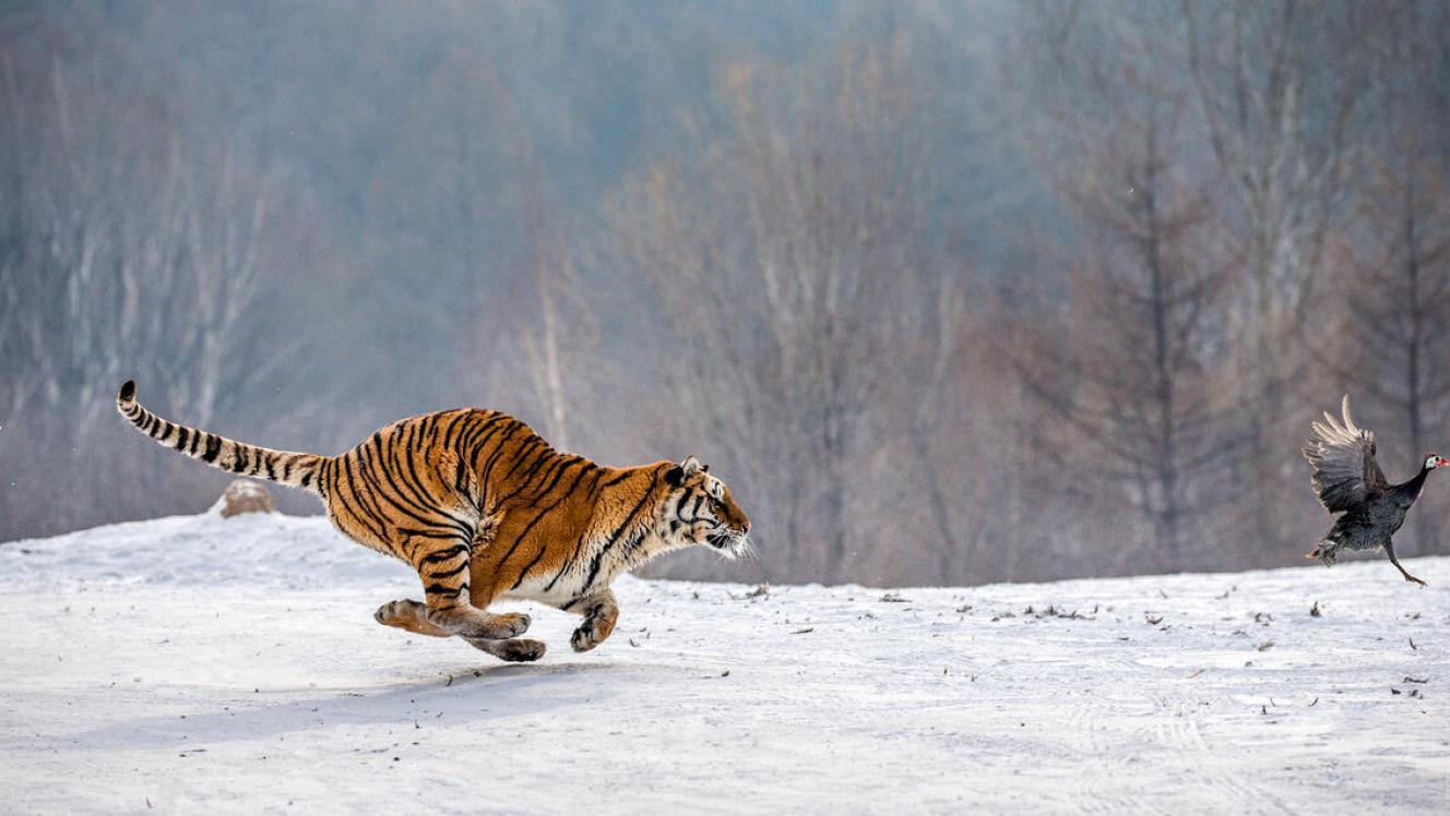 32 Facts About Tiger