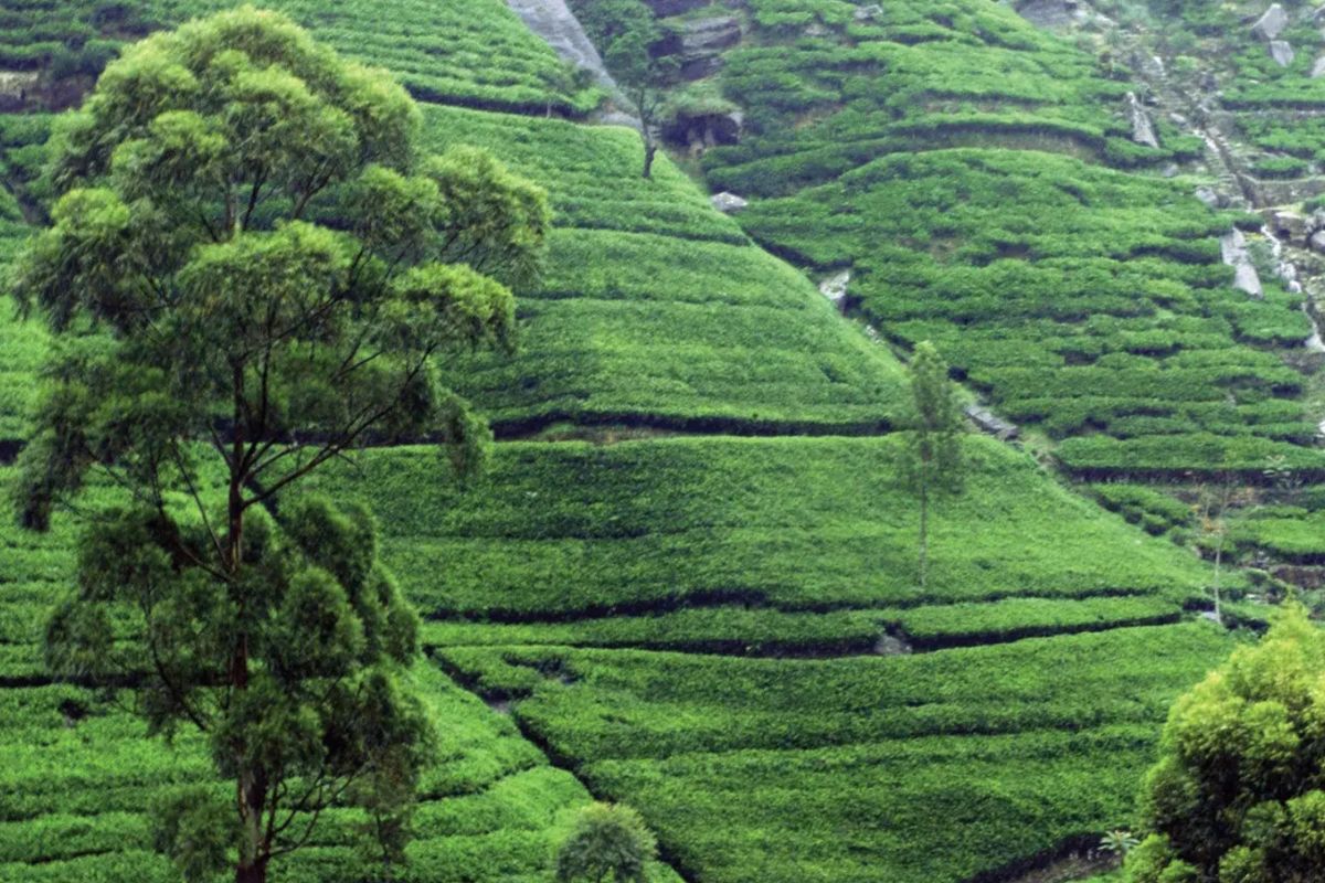 38 Facts About Tea