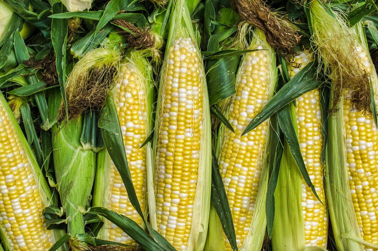 32 Facts About Corn