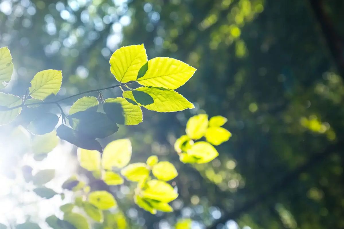 38 Facts About Chlorophyll