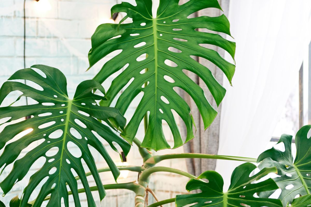 29 Facts About Monstera