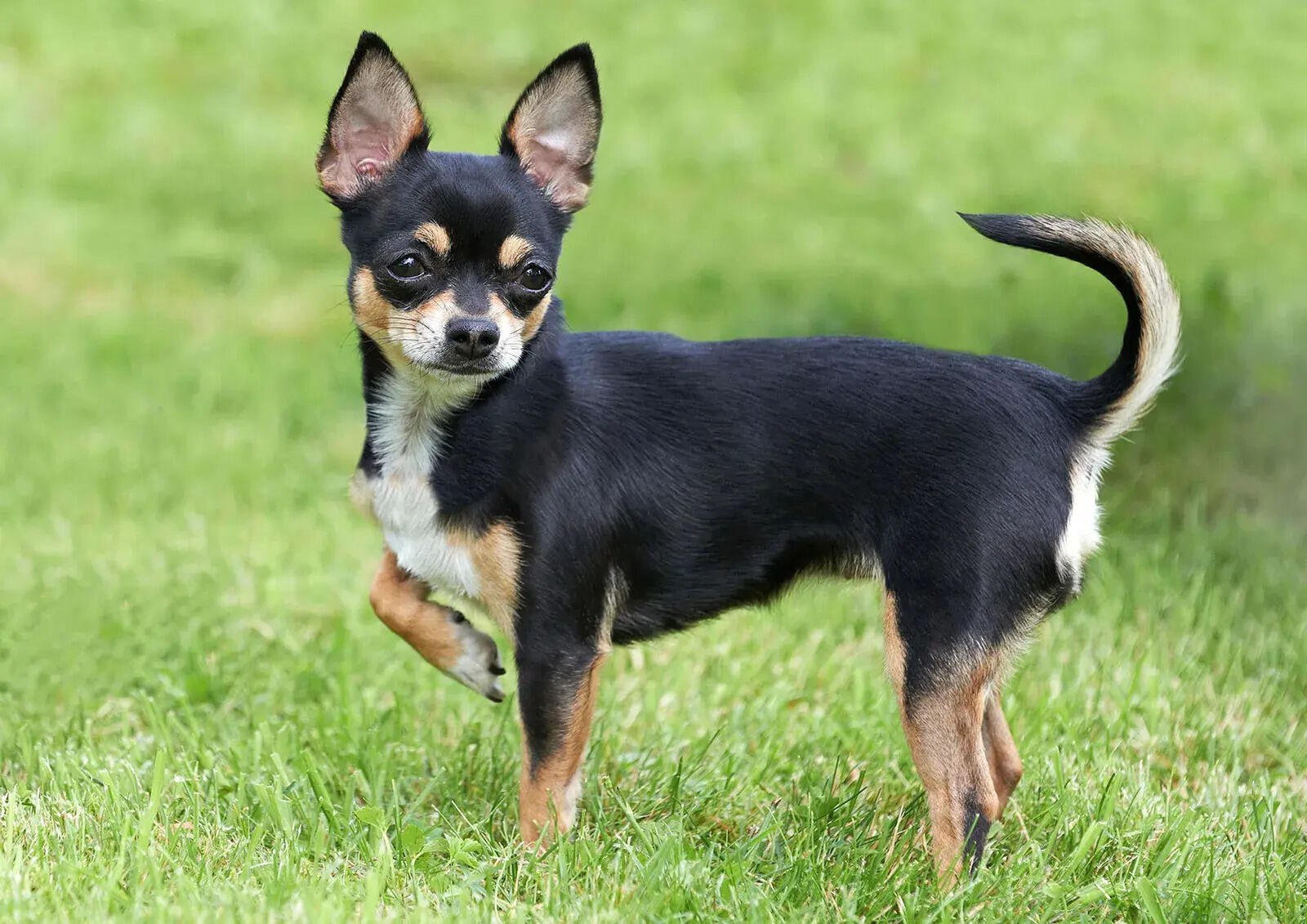 33 Facts About Chihuahua