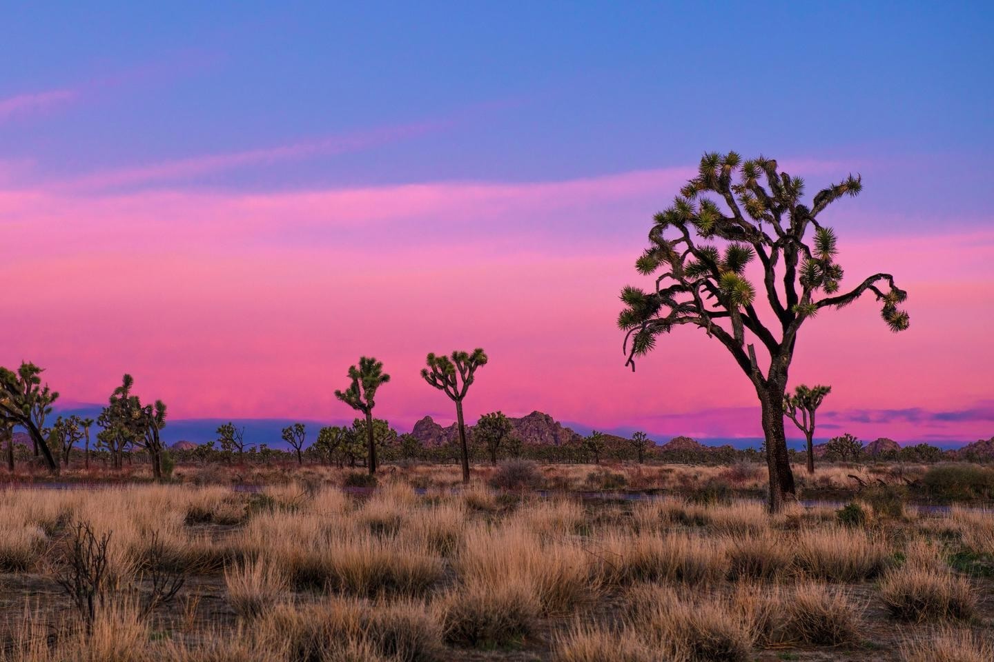 39 Facts About Joshua Tree