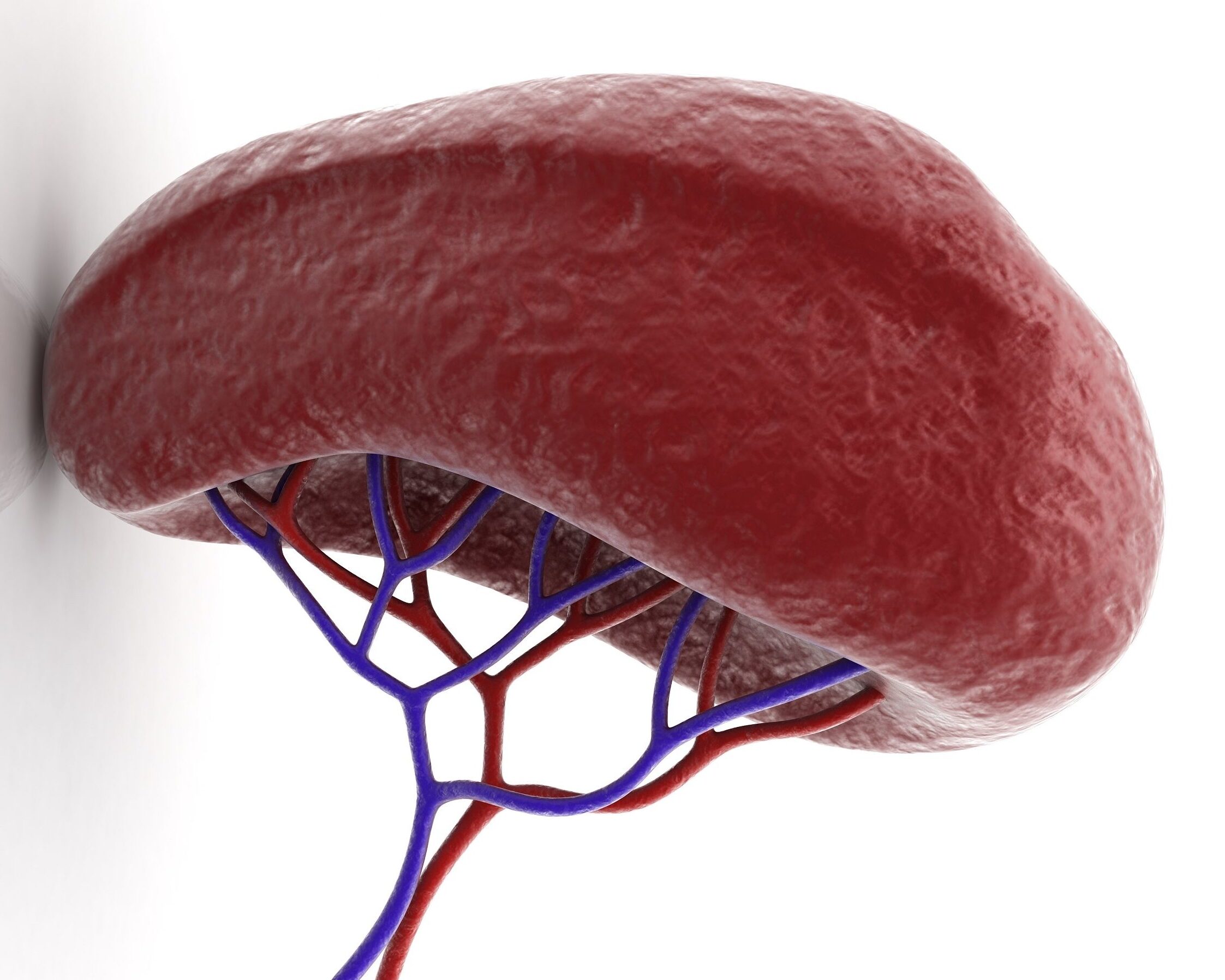33 Facts About Spleen