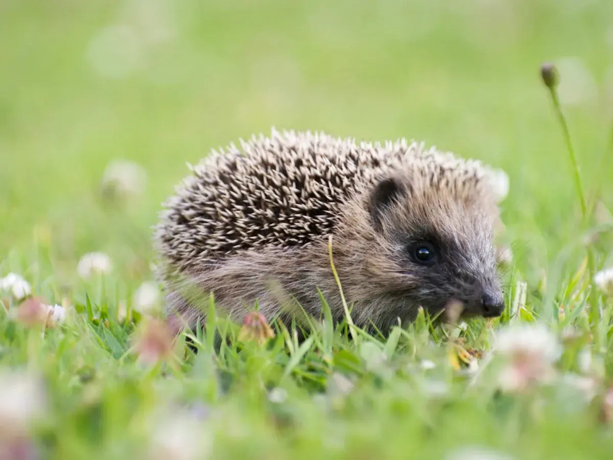 32 Facts About Hedgehog