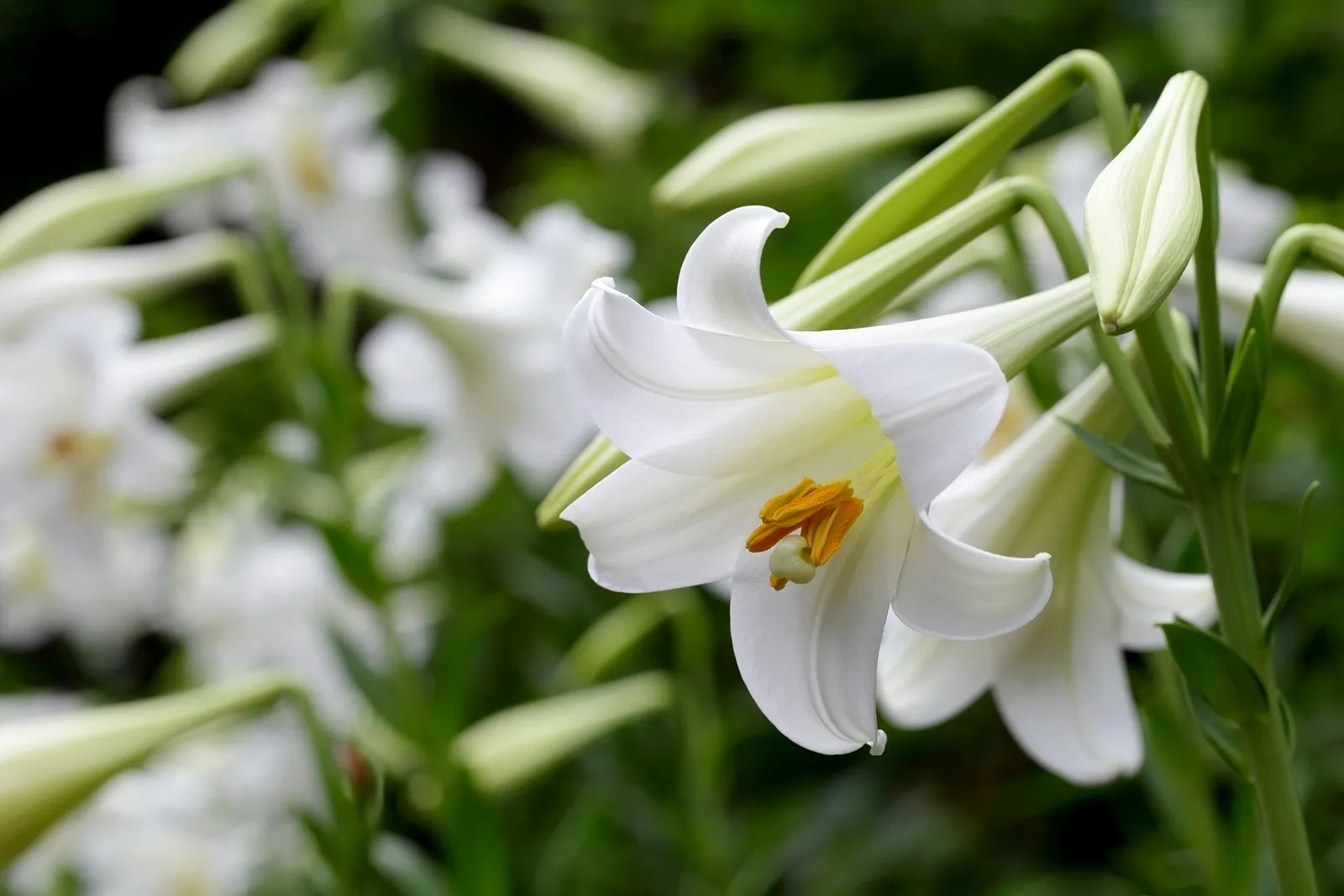 38 Facts About Lily