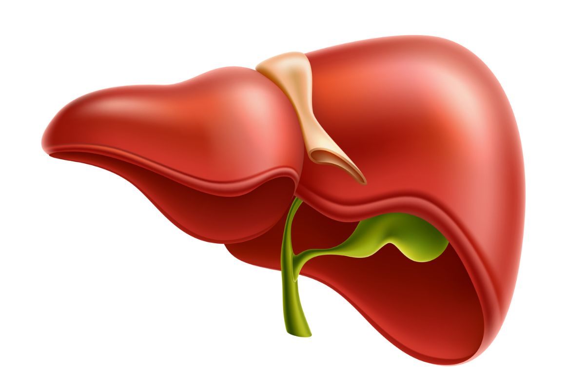 26 Facts About Gallbladder