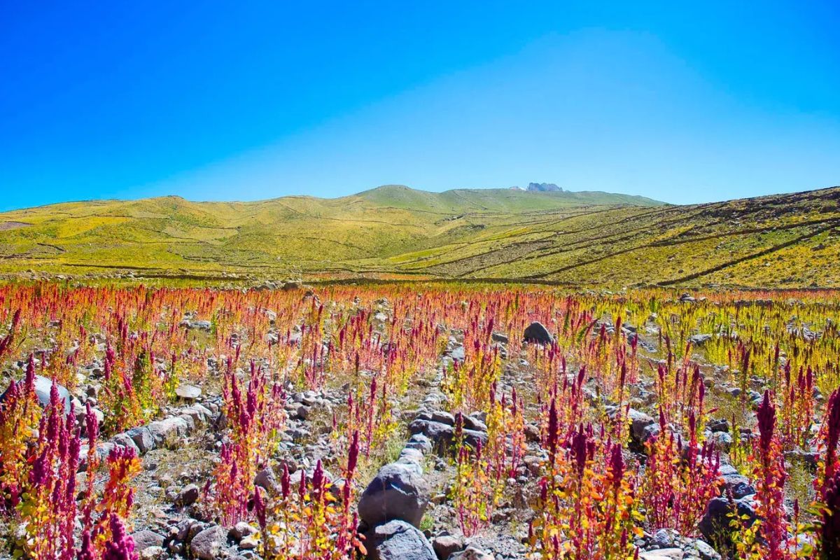 39 Facts About Quinoa