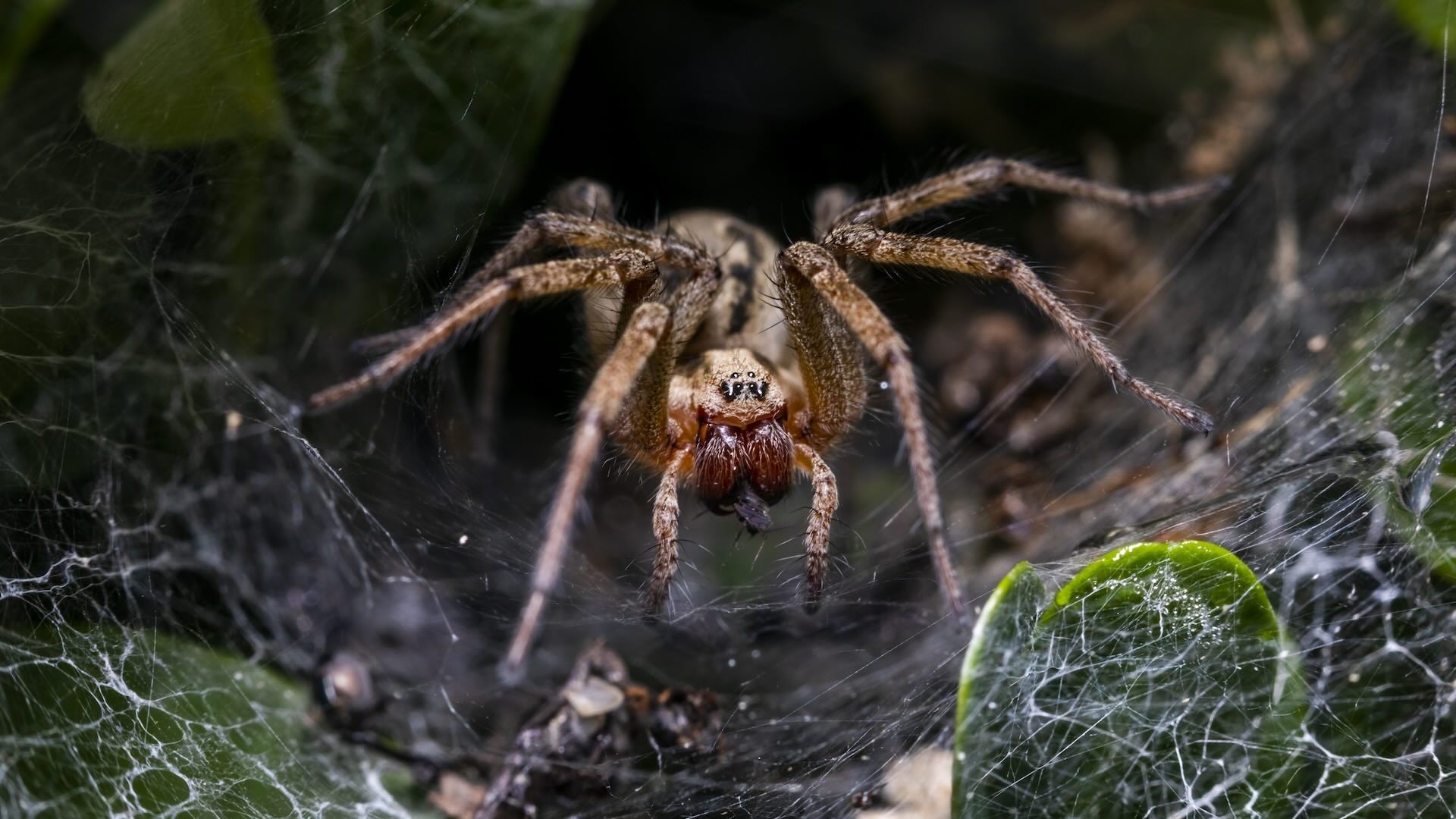 30 Facts About Spider