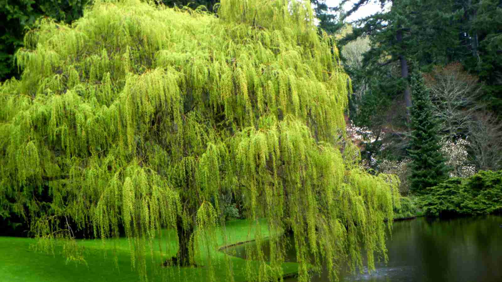 32 Facts About Willow