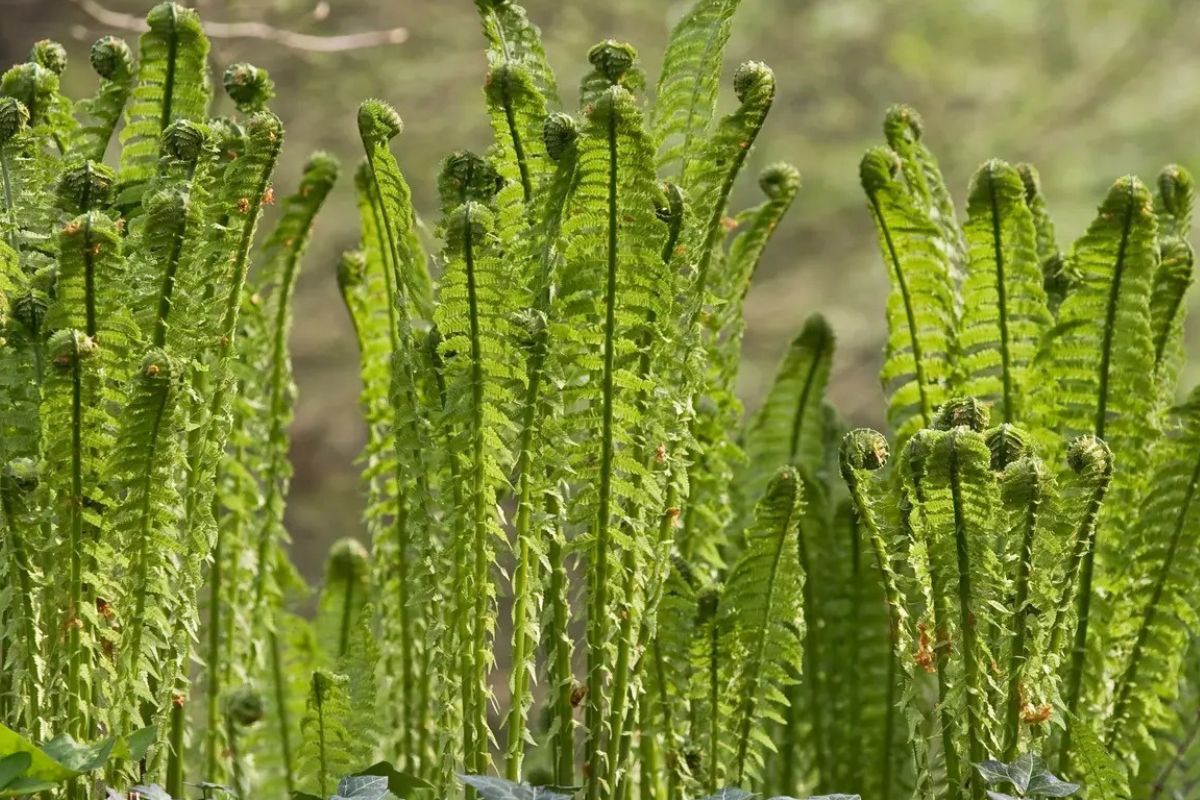 27 Facts About Plants