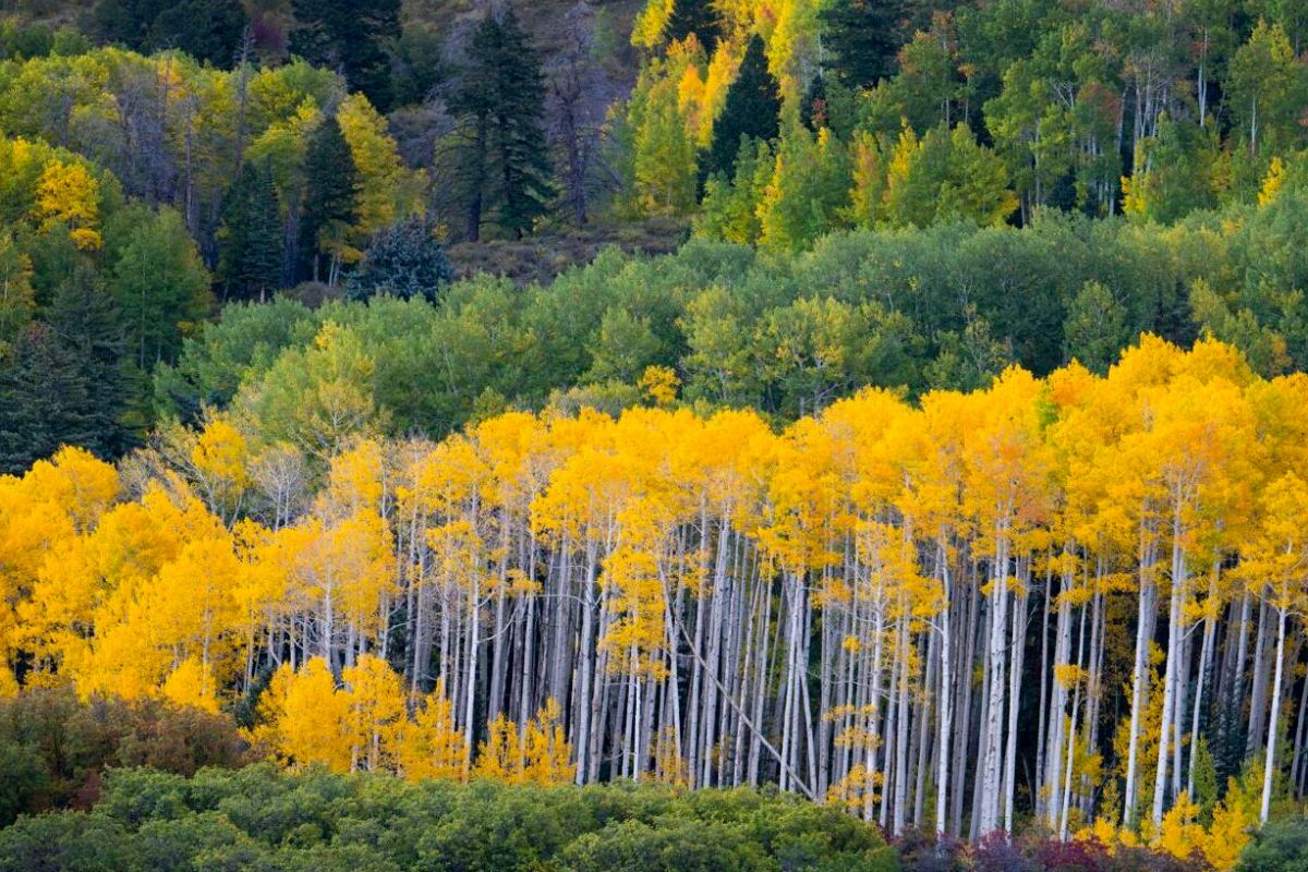 26 Facts About Aspen