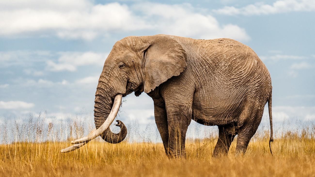 36 Facts About Elephant