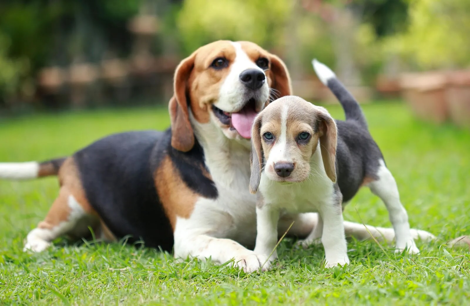 25 Facts About Beagle
