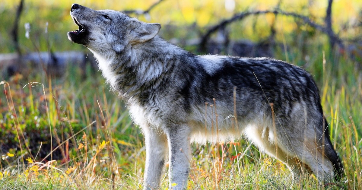 25 Facts About Wolf
