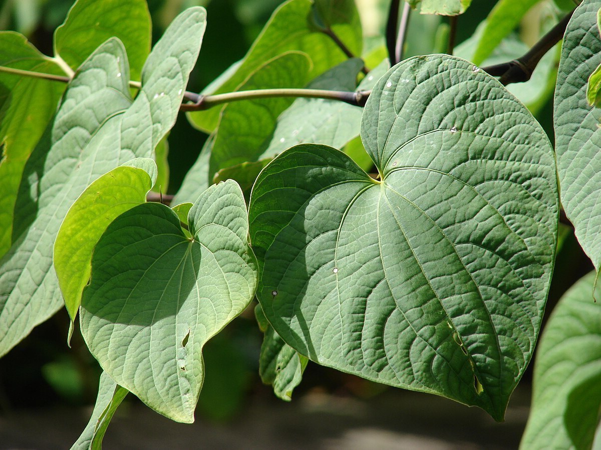 39 Facts About Kava
