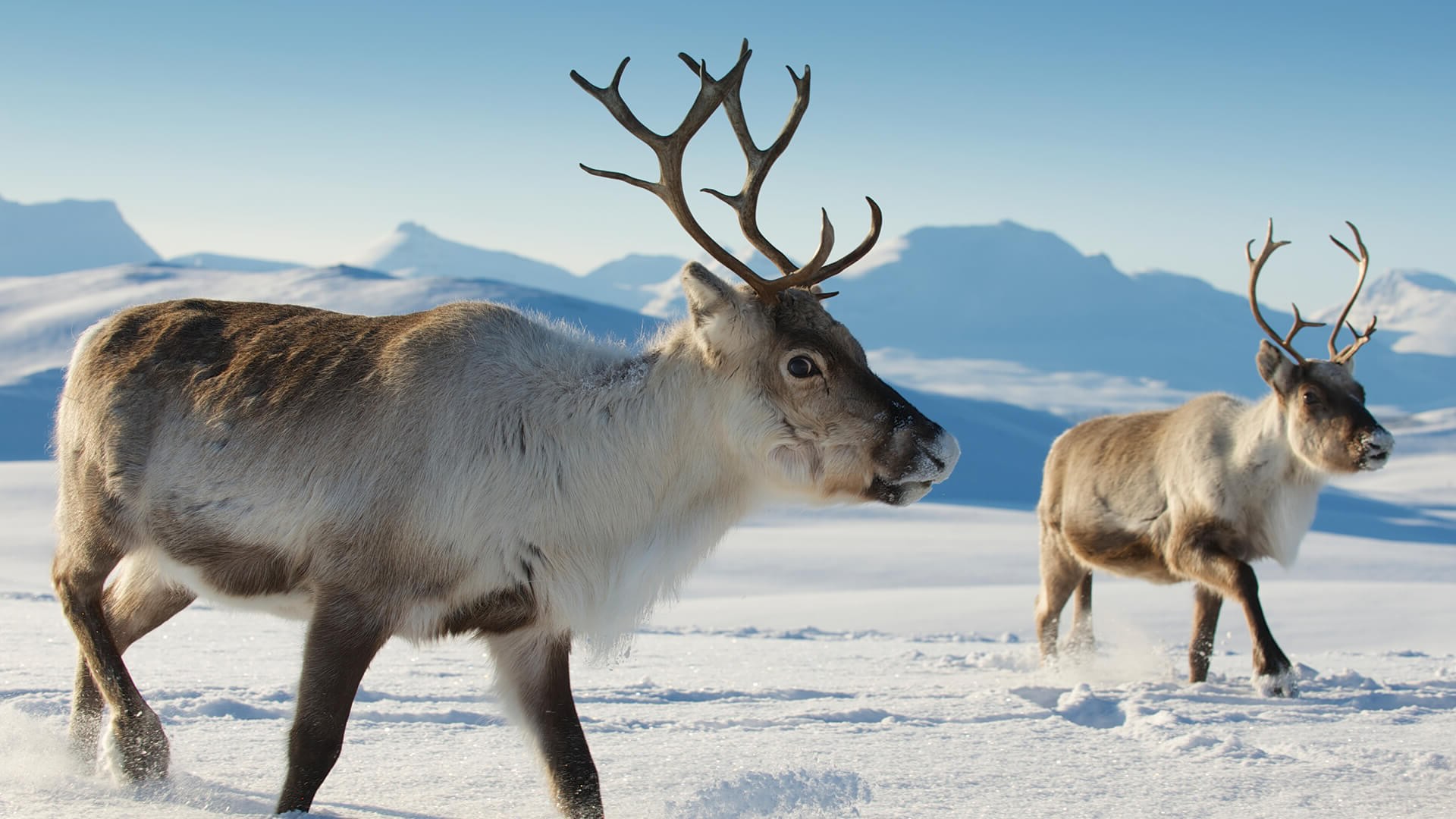 36 Facts About Reindeer